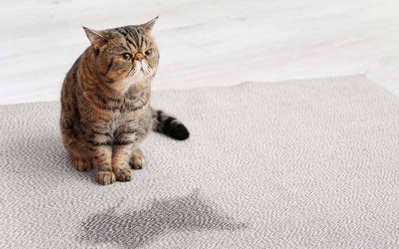 carpet cleaning in bronx, carpet cleaning in bronx, carpet cleaning bronx, carpet cleaners in brooklyn, carpet cleaners in bronx, commercial carpet cleaning, commercial carpet cleaning in bronx, bronx rug cleaners, rug cleaning services in bronx same day carpet cleaning, same day rug cleaning